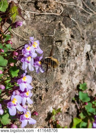 Kenilworth Ivy (cymbalaria Muralis) Little Filler Plant With Tiny Lilac-blue Snapdragon-like Flowers