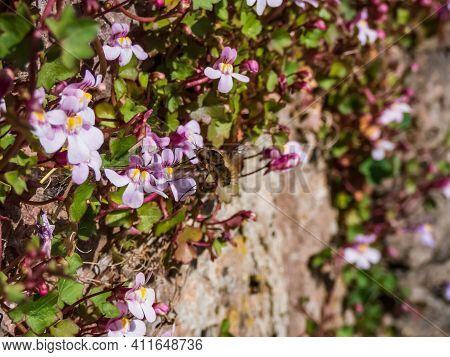 Kenilworth Ivy (cymbalaria Muralis) Little Filler Plant With Tiny Lilac-blue Snapdragon-like Flowers