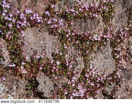 Kenilworth Ivy (cymbalaria Muralis) Little Filler Plant With Tiny Lilac-blue Snapdragon-like Flowers
