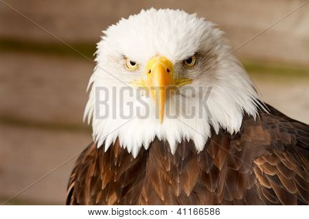 Aigle à tête blanche