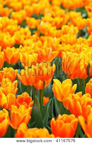 Tulpe Blume