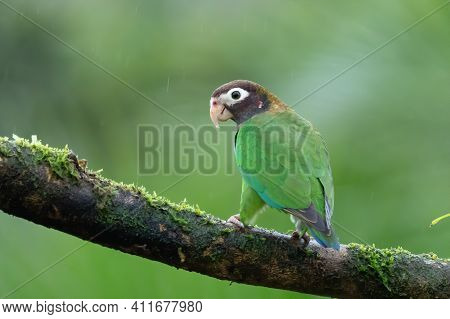 Portrait Of Light Green Parrot With Brown Head, Brown-hooded Parrot, Pionopsitta Haematotis. Wildlif