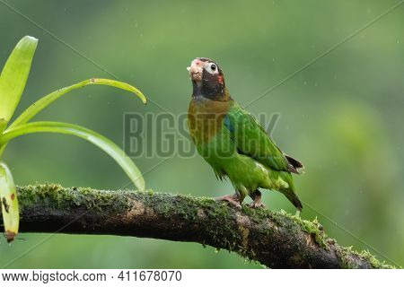 Portrait Of Light Green Parrot With Brown Head, Brown-hooded Parrot, Pionopsitta Haematotis. Wildlif