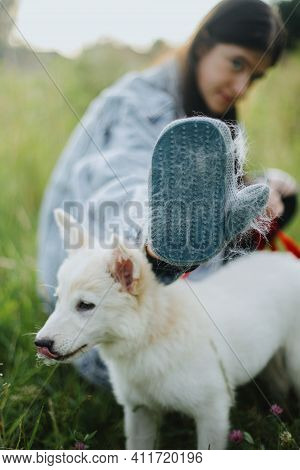 Molting Puppy, Pet Grooming. Woman Combing Out Puppy Fur With Deshedding Glove In Summer Park