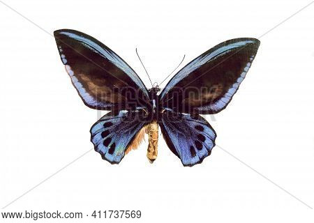 Butterfly Ornitoptera Family. Big Blue Butterflyon White Background.