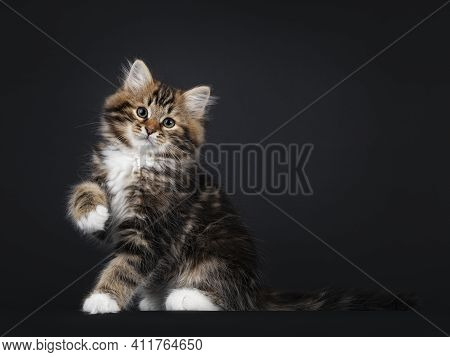 Gorgeous Brown Tabby Siberian Cat Kitten, Sitting Side Ways  With One Paw Playful Up. Looking Straig
