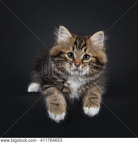 Gorgeous Brown Tabby Siberian Cat Kitten, Laying Down With Front Paws Hanging Over Edge. Looking Str