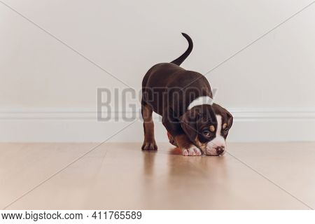 Mystified Blue American Bully Puppy Curiously Walking Forward With Its Mouth.