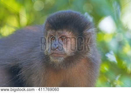 Capuchin Monkey In The Tropics In Iguazu Falls National Park In Argentina