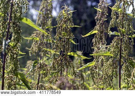 Blooming Nettle On A Summer Meadow At The Edge Of The Forest