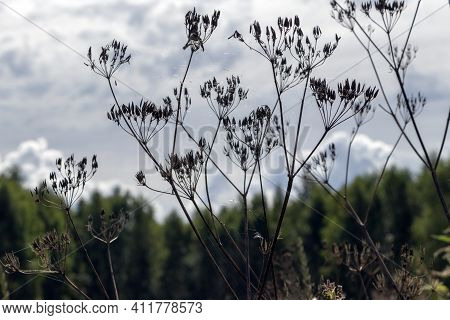 Spider Web On Dry Stalks Of Grass On A Meadow In Central Russia Against The Background Of The Sky