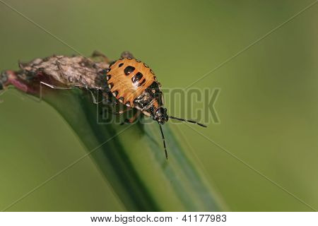 Stinkbug