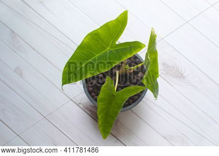 Top View Of Philodendron Plants In Pots On An Old Wooden Table, Beautiful Houseplant \'philodendron 