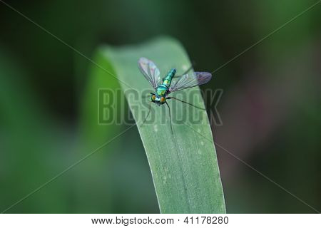 Tabanidae böcekler çim closeup
