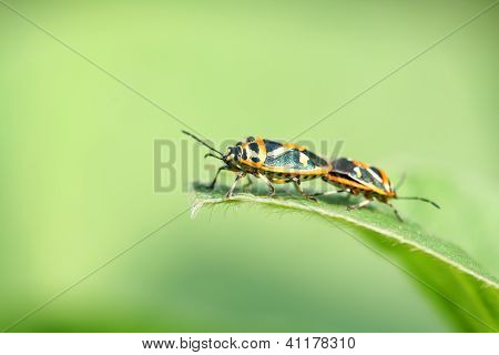 Stinkbug