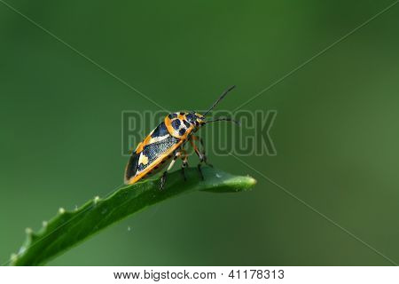 Stinkbug