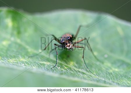Insekter på grønne blad