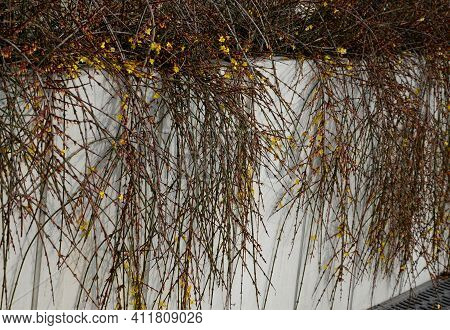 The Broom-growing Shrub Cannot Do Without Support. If It Is Not Tied To A Support, It Grows Recumben