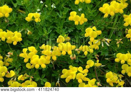 Yellow flower Birdsfoot Trefoil ( Lotus Alpinus ) growing in Alps.