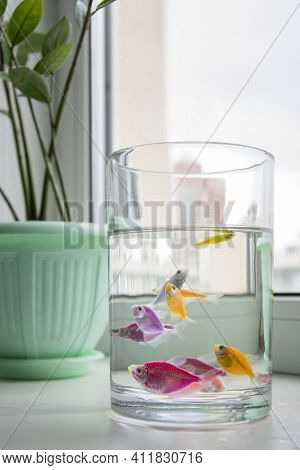 On The Windowsill Near The Flower In The Aquarium, Colorful Thorns Are Swimming.