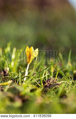 A Vertical Portrait Of A Small Yelow Crocus Flavus Flower Standing In The Grass Of A Lawn In A Garde