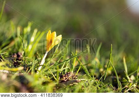 A Close Up Portrait Of A Small Yelow Crocus Flavus Flower Standing In The Grass Of A Lawn In A Garde