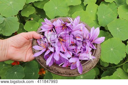 Saffron In An Oriental Bowl. It Is Among The World's Most Costly Spices By Weight. In October, The S