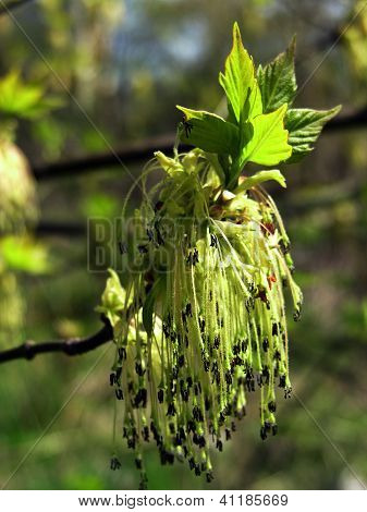 flowers of acer negundo tree at spring