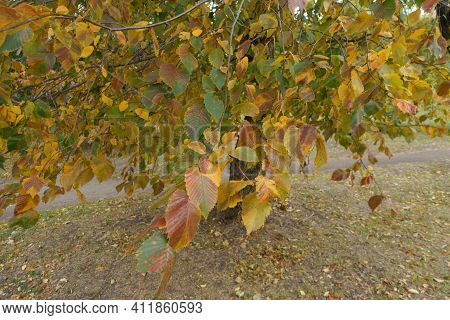 Colorful Autumnal Foliage Of Ulmus Laevis In October