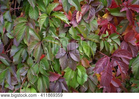Carmine Red, Green And Purple Foliage Of Parthenocissus Quinquefolia In October