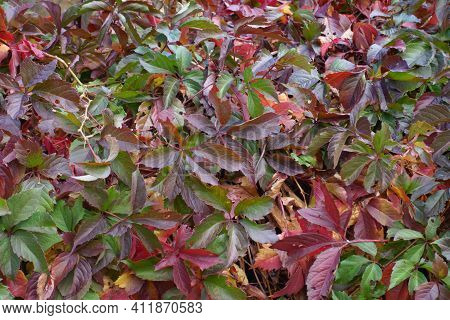 Dark Purple, Red And Green Autumnal Foliage Of Parthenocissus Quinquefolia In October