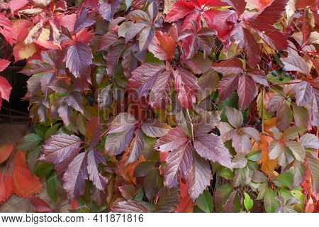 Leafage Of Parthenocissus Quinquefolia In Red And Purple In October