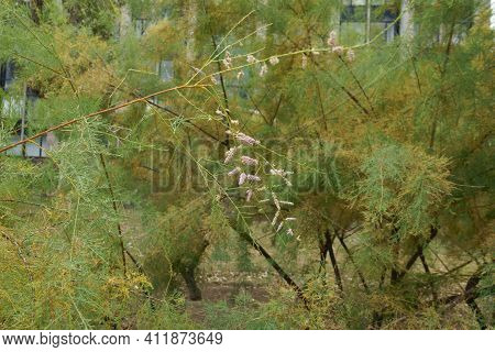 Autumnal Foliage And Pink Flowers Of Saltcedar In September