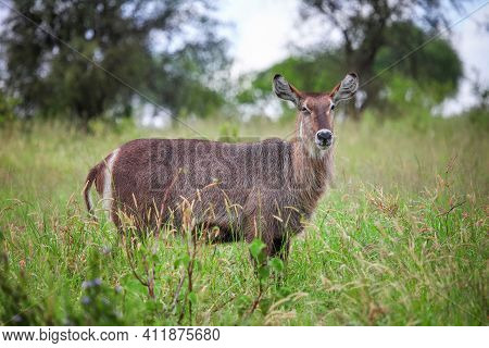 Waterbuck (kobus Ellipsiprymnus) Staying In The Grassland Under The Rain
