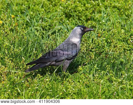 Jackdaw Bird, Corvus Monedula, On The Grass