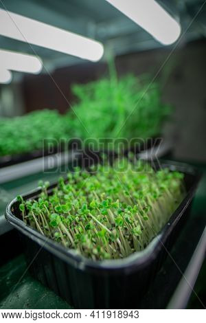 Microgreens. Racks For Growing Organic Plants. Containers With Microgreens In An Industrial Building