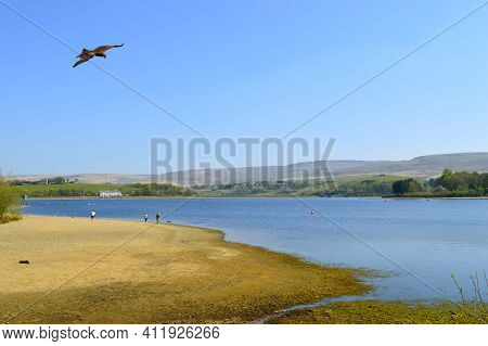Common Buzzard Latin Name Buteo Buteo Flying Over Hollingworth Lake In Rochdale Lancashire