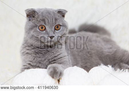 A Lop-eared Scottish Cat Plays With Balls Of Yarn. An Animal On A White Background. Fun For Pets