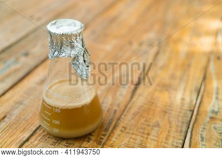 The process of home brewing beer using malt. Craft beer brewing from grain barley pale malt in process.