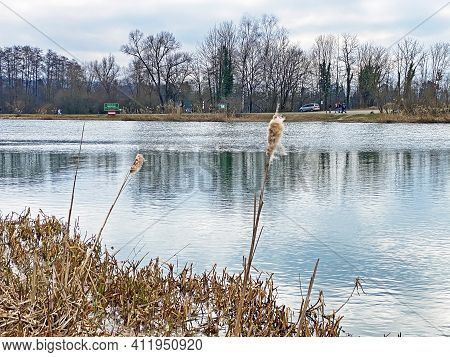Flach Lake Or Flachsee In The Natural Protection Zone Aargau Reuss River Plain (naturschutzzone Aarg