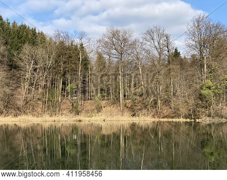 Mixed Forests And Coastal Trees Along The Reuss River And Flach Lake Or Flachsee In The Natural Prot