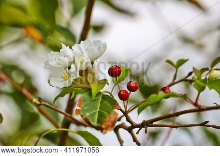 Abnormal Flowering Of An Apple Tree In Autumn On Branches With Mature Apples. A Consequence Of Globa