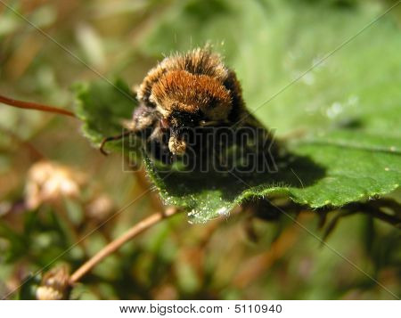 Bogong Moth
