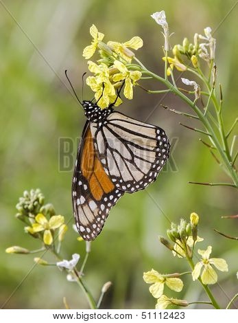 Monarch butterfly