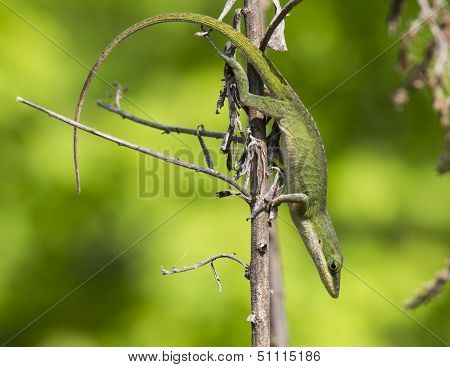 Green anole