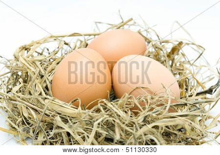 Brown Eggs In A Nest Isolated
