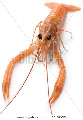 raw scampi isolated on white background