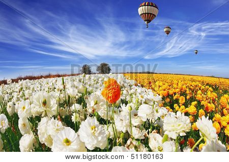  Beautiful spring weather, beautiful big balloon flies over the field. The huge field of white and orange buttercups (Ranunculus asiaticus). The picture was taken Fisheye lens