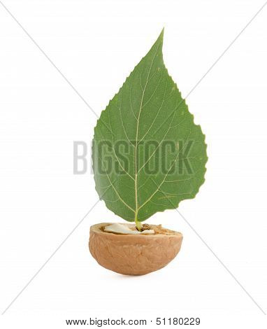 Boat Walnut