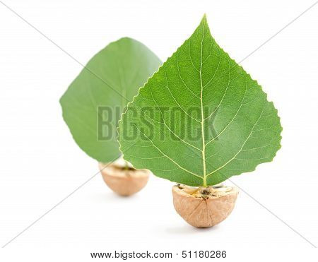 Boats Walnuts